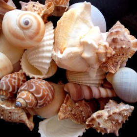 Sea Shells